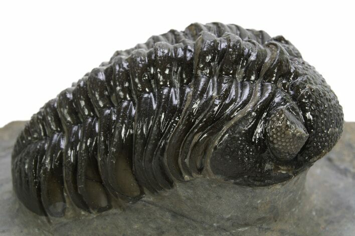 Detailed Austerops Trilobite - Ofaten, Morocco #310273